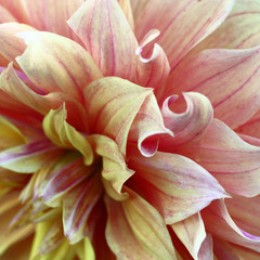 The most gentle petals of a bud dahlia in yellow, cream and pink tones.