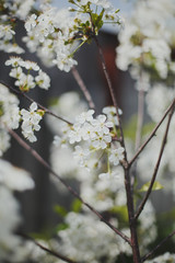 spring flowering of fruit trees: apple and cherry, May mood 
