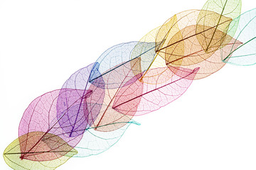 transparent leaf skeletons  on white background