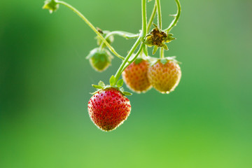 small strawberries in different stages