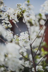 spring flowering of fruit trees: apple and cherry, May mood 