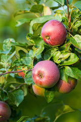 bunch of ripe apples on a tree