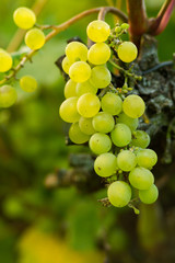 ripe wite vine grapes on a plant