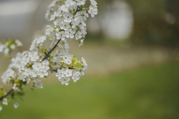spring macro natural photo: flowers of cherry and apple tree on a green background, place for text 
