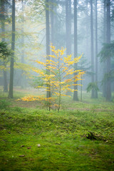 Obraz premium colorful autumn forest in a fog