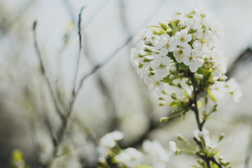 spring macro natural photo: flowers of cherry and apple tree on a green background, place for text 