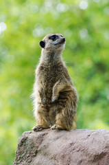 Meerkat standing on the rock with green background