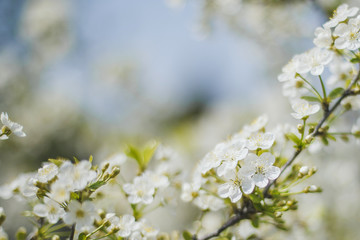 spring macro natural photo: flowers of cherry and apple tree on a green background, place for text 