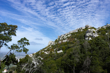 tree in mountains