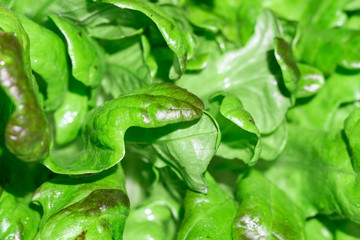 fresh green lettuce leaves close-up macro. selective focus