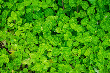 Obraz premium green leaf texture for nature background