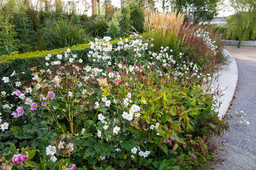 Late summer flowers and plants blooming in park