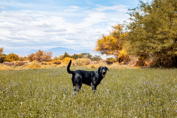 Desert dog
