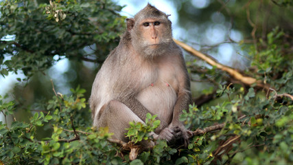 Family monkeys in Thailand.