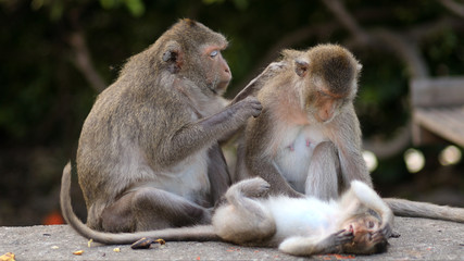 Family monkeys in Thailand.