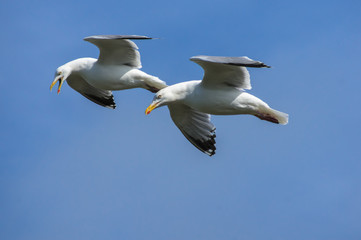 Fototapeta na wymiar Two seagulls searching for food
