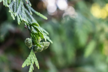 Cones and leaves of cypress on a blurred background