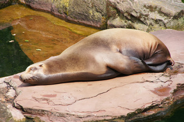 Schlafender Seelöwe