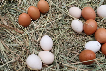 eggs in nest