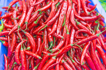 Cayenne pepper, chili spur pepper, long fed pepper, spur pepper, Capsicum annuum Linn. Var...