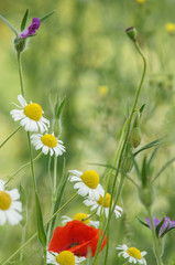 Meadow with wildflowers, blurred background