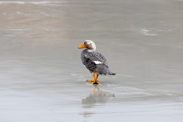 Falkland Duck