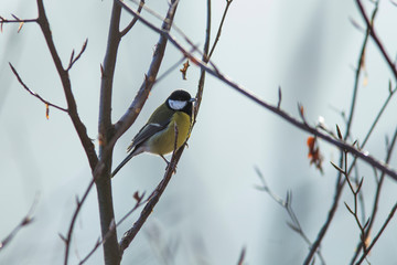 tit sits on a tree in winter time