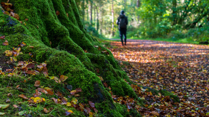 Blurred distant silhouette of a man walking through the forest on a path covered in autumn leaves with selective focus on a tree covered in green moss. Loneliness concept.