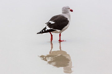 Dove