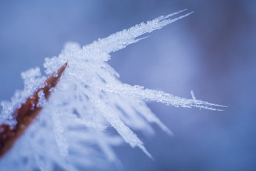 frost on a tip of a branch