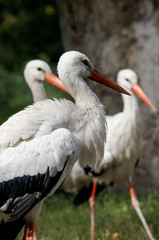 white stork, white storks (Ciconia ciconia)