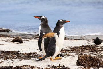 Naklejka premium Eselspinguine