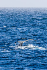 Fototapeta premium Buckelwal