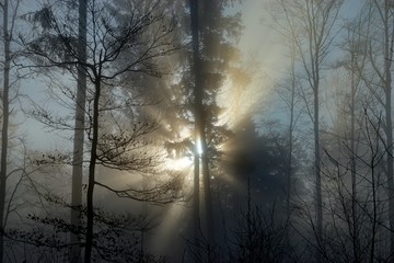 Sonne im Winterwald am Morgen