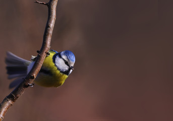 Blue tit sits on a branch and keeps balance spreading its tail