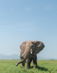 Elephant with a big tusk at  Amboseli National Park, Kenya, Africa