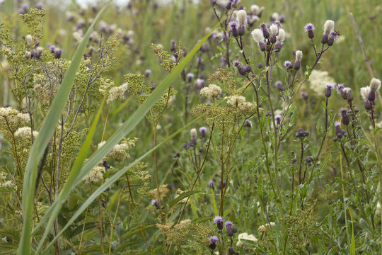 Overgrown field with creeping thistle.