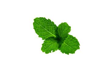 Fresh mint leaves isolated on white background.