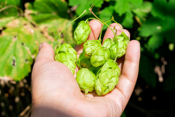 Naklejka na ściany i meble crop of hops close-up. Green fresh Hop flower, closeup. Hop contest in the basket at harvest time.