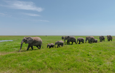 Obraz premium Large Elephant family at Amboseli National Park, Kenya, Africa