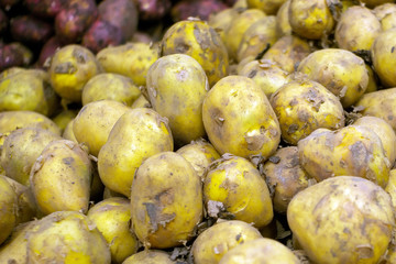 potato crop close-up selective focus. selling fresh potatoes on the market