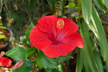 Hibiscus rosa-sinensis or is a genus of flowering plants in the mallow family, Malvaceae. It was a...