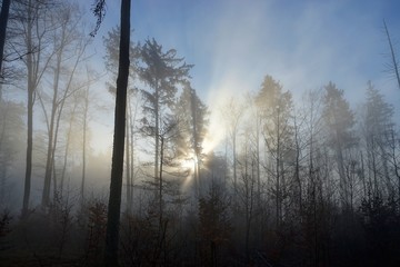 Fototapeta na wymiar Wald im Winter in der Morgensonne