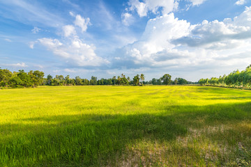 Obraz premium Green field in the morning and blue sky with beautiful cloud at agriculture countryside. Beautiful Landscape.