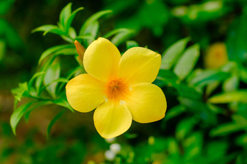 Fototapeta na wymiar Close up of beautiful yellow flower in the garden