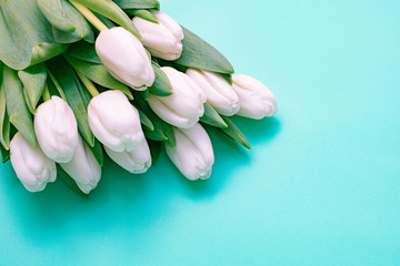 White tulips on a blue background. Copy space.