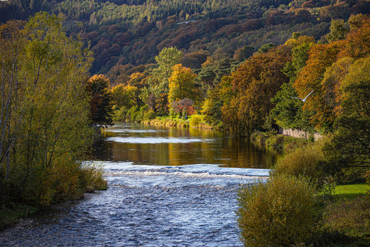 Autumn Colours on The River Tweed, Peebles, Scotland
