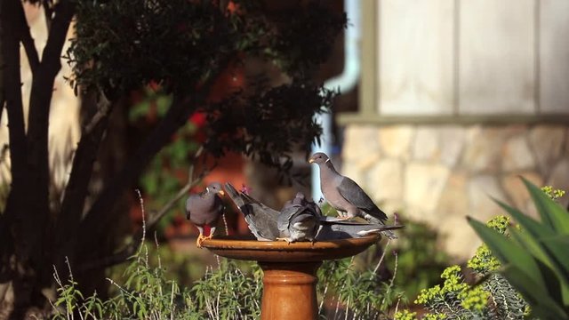 Band-taled pidgeons take bath in bird bath