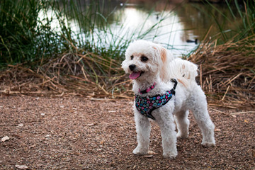 Dog Standing Outside By Lake