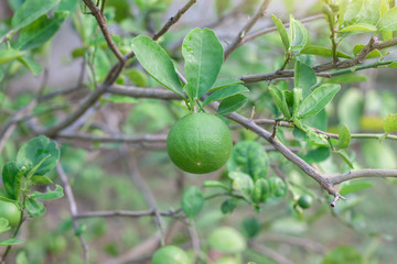 Fresh green lime or lemon with rain drops on blur nature background.